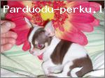 Prasau padovanoti cichuachua