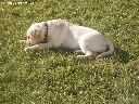 Labradorė ieško draugo