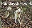 Padovanoti