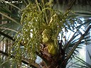palme