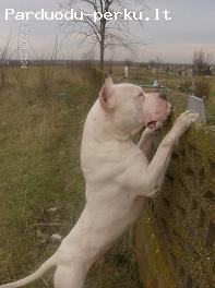Dogo Argentino