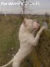 Dogo Argentino