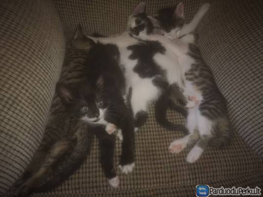 4 nuostabūs kačiukai