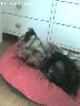 Dingo jorkšyro terjeras