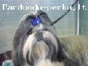 Parduodu Shi Tzu veisles suniuka