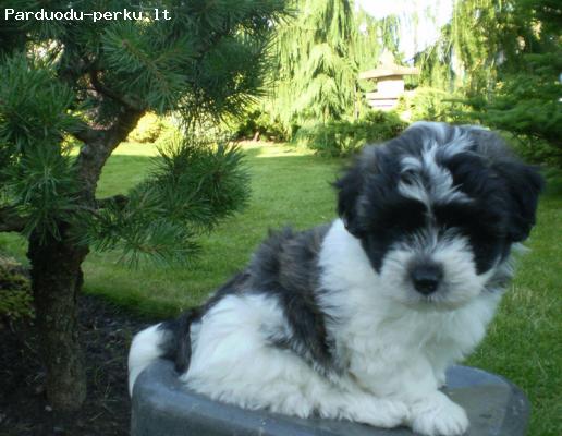 Parduodu šuniukus Coton de Tulear