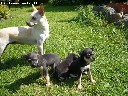 Parduodami nykštukiniai pinčeriai