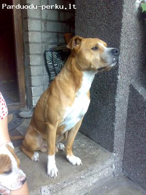 Stafai
