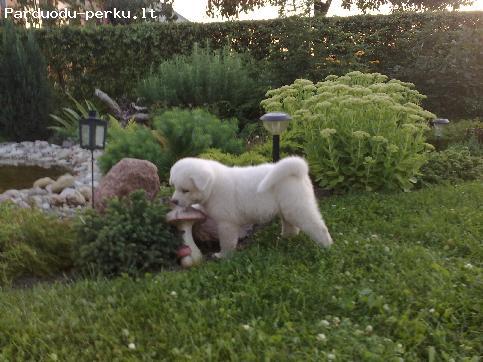 Perspektyvūs Akita-Inu šuniukus