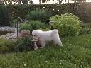 Perspektyvūs Akita-Inu šuniukus