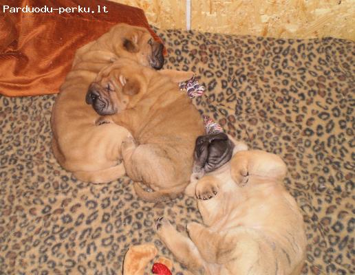 Shar-pei suniukai