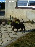 Parduodu labradoro retriverius