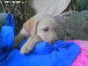 skubiai parduodu labradoro retriveri