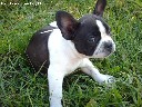 Parduodu prancuzu buldogiukus