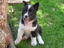 Laika