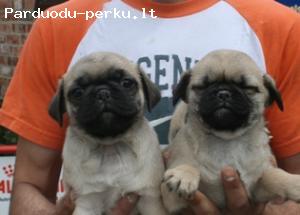mopsas