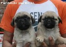 mopsas