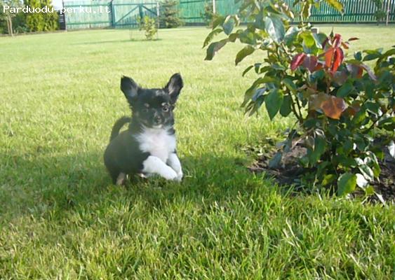 Veislinis Chihuahua suniukas