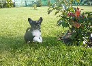 Veislinis Chihuahua suniukas