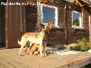 Belgu aviganiai malinua