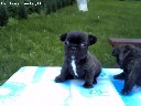 parduodu rugsejo 2d gimusius prancuzu buldogiukus.