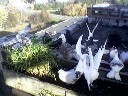 balandziai