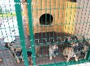 parduodami belgų aviganiai