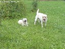 parduodami labradoro retriveriai