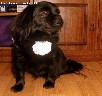 Negrynaveislis pekinukas