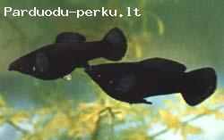 molinezijos