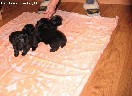 parduodu japonu chines ir pikineso kalites
