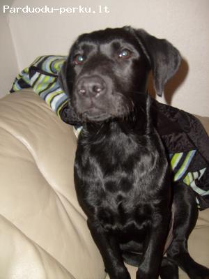 Dingo suo Labradoras Retriveris