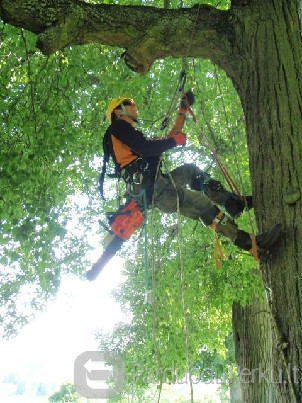 Arboristai Bebriukai.lt - medžių pjovimas, genėjimas, išsaug