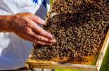 Bitės. aviliai. Jauna bičių šeima. Medus