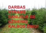 DARBAS DANIJOJE VYRAMS BE ANGLŲ K. PRIE EGLUČIŲ PRIEŽIŪROS
