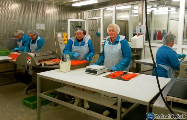 Darbas moterims zuvies fabrike Olandijoje