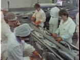 Darbas zuvies fabrike Vokietijoje