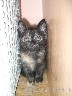 Dovanojama 1,5 mėn. marmurinė katytė