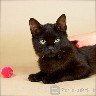 Dovanojama 6 mėn. juoda katytė