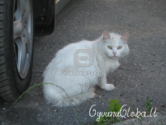 Dovanojama balta Angoros katė