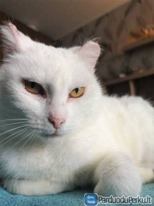 Dovanojama balta katytė :)