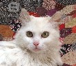 Dovanojama balta, pūkuota katė Pelenė