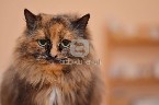 DOVANOJAMA jauna, sterilizuota, marmurinė katė Banė