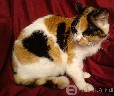 Dovanojama jauna, sterilizuota trispalvė katė