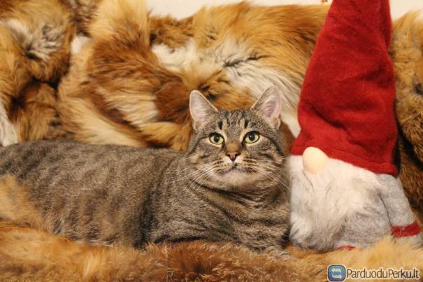 Dovanojama labai draugiška, jauna, sterilizuota katytė