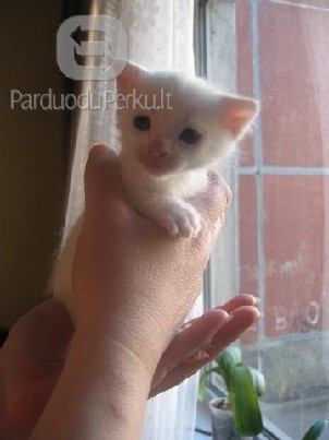 Dovanojamas 1,5 mėn. baltas kačiukas