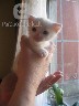 Dovanojamas 1,5 mėn. baltas kačiukas