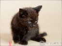 Dovanojamas 1,5 mėn. juodas kačiukas