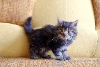 Dovanojamas 1,5 mėn. pūkuotas kačiukas