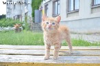 DOVANOJAMAS 1,5 mėn. puikus ryžas kačiukas